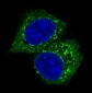 Anti-Akt(pan) 1/2/3 Rabbit Monoclonal Antibody