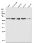 Anti-Akt(pan) 1/2/3 Rabbit Monoclonal Antibody