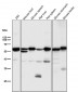 Anti-Akt(pan) 1/2/3 Rabbit Monoclonal Antibody