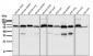 Anti-Akt(pan) 1/2/3 Rabbit Monoclonal Antibody