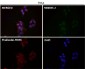 Anti-BDNF Rabbit Monoclonal Antibody