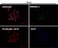 Anti-JAG1 Rabbit Monoclonal Antibody