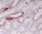 Anti-JAG1 Rabbit Monoclonal Antibody