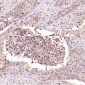 Anti-JAG1 Rabbit Monoclonal Antibody