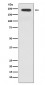 Anti-JAG1 Rabbit Monoclonal Antibody