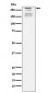 Anti-ARID1A Rabbit Monoclonal Antibody