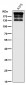 Anti-ARID1A Rabbit Monoclonal Antibody