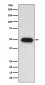 Anti-TGF beta 1 Rabbit Monoclonal Antibody