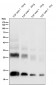 Anti-TGF beta 1 Rabbit Monoclonal Antibody