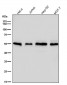 Anti-Apg12(Atg12) Rabbit Monoclonal Antibody