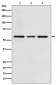 Anti-ACVRL1 Rabbit Monoclonal Antibody