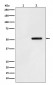 Anti-Phospho-Tau (S324) Rabbit Monoclonal Antibody