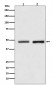 Anti-Reptin / RUVBL2 Rabbit Monoclonal Antibody
