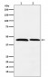 Anti-FEN1 Rabbit Monoclonal Antibody