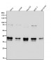 Anti-OGG1 Rabbit Monoclonal Antibody