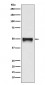 Anti-CD209 Rabbit Monoclonal Antibody
