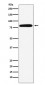 Anti-Calpain 2 Rabbit Monoclonal Antibody