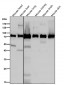 Anti-Calpain 2 Rabbit Monoclonal Antibody