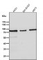 Anti-Calpain 2 Rabbit Monoclonal Antibody