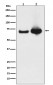Anti-Grp75 Rabbit Monoclonal Antibody