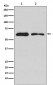 Anti-DOPA Decarboxylase Rabbit Monoclonal Antibody