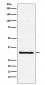 Anti-GC1q R Rabbit Monoclonal Antibody
