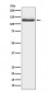 Anti-JAK3 Rabbit Monoclonal Antibody