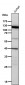 Anti-JAK3 Rabbit Monoclonal Antibody