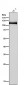 Anti-JAK3 Rabbit Monoclonal Antibody