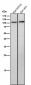 Anti-PKC mu Rabbit Monoclonal Antibody