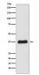 Anti-Follistatin Rabbit Monoclonal Antibody