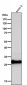 Anti-Superoxide Dismutase 3 Rabbit Monoclonal Antibody