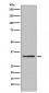 Anti-Orai1 Rabbit Monoclonal Antibody