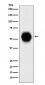 Anti-Gata6 Rabbit Monoclonal Antibody
