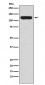 Anti-MUC4 Rabbit Monoclonal Antibody