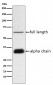 Anti-Clusterin Rabbit Monoclonal Antibody
