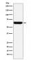 Anti-Placental alkaline phosphatase (PLAP) Rabbit Monoclonal Antibody