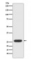 Anti-StAR Rabbit Monoclonal Antibody