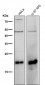 Anti-Ferritin Heavy Chain Rabbit Monoclonal Antibody