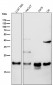 Anti-Ferritin Heavy Chain Rabbit Monoclonal Antibody