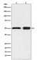 Anti-Ephrin B2 Rabbit Monoclonal Antibody 