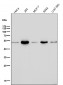 Anti-Ephrin B2 Rabbit Monoclonal Antibody 