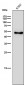 Anti-Ephrin B2 Rabbit Monoclonal Antibody 