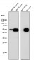 Anti-Ephrin B2 Rabbit Monoclonal Antibody 