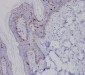 Anti-Langerin (CD207) Rabbit Monoclonal Antibody 