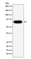 Anti-RNF8 Rabbit Monoclonal Antibody 