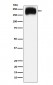 Anti-Niemann Pick C1 Rabbit Monoclonal Antibody