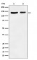 Anti-JAK1 Rabbit Monoclonal Antibody