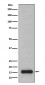 Anti-PFDN5 Rabbit Monoclonal Antibody