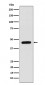 Anti-WIPI1 Rabbit Monoclonal Antibody